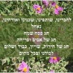 pesach2A