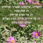 pesach2d